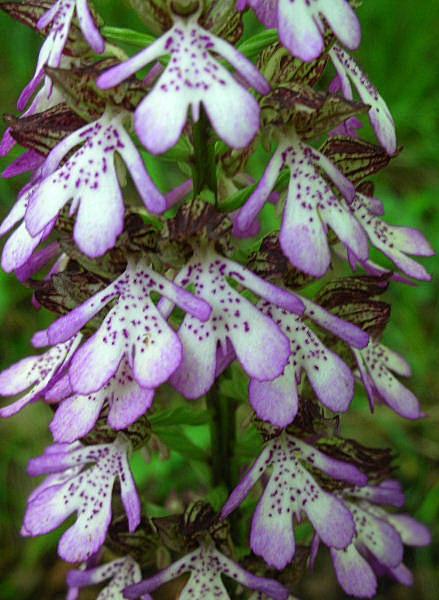 Orchis purpurea